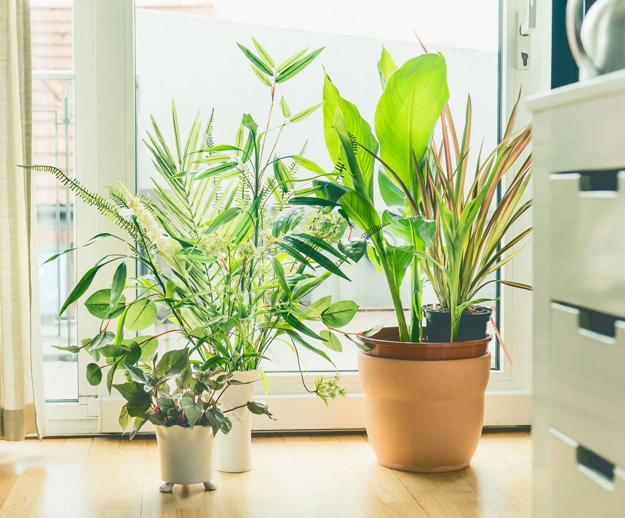 Indoor Potted Plants