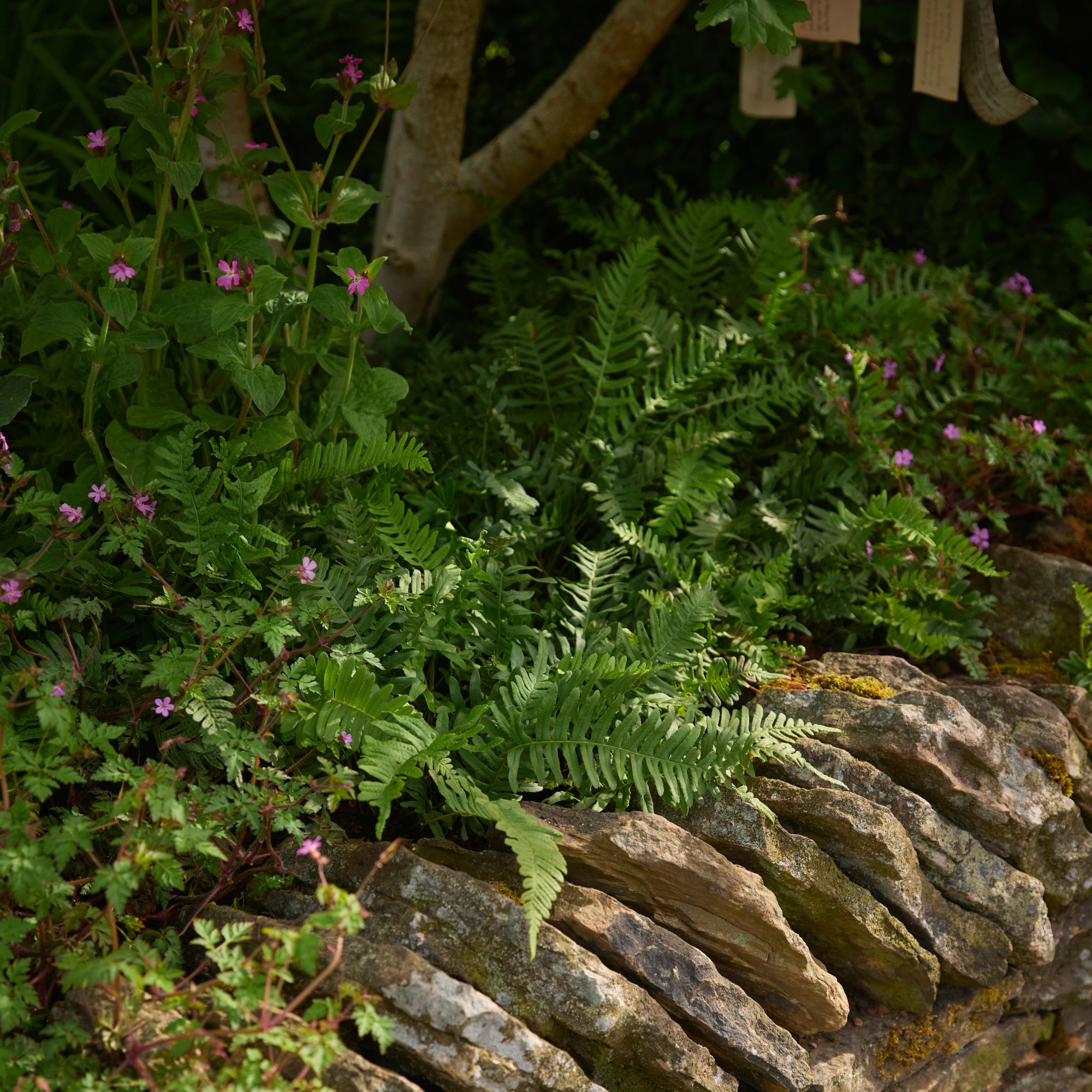 Woodland Trust: Forgotten Forests Garden at the RHS Chelsea Flower Show 2026