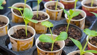 zucchini seedlings in pots