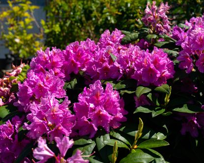 How to grow rhododendrons – Pink Rhododendrom shrub in bloom
