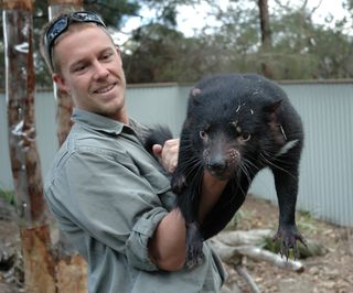 Healthy Tasmanian Devil with Zoo Keeper