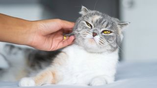 Scottish Fold cat