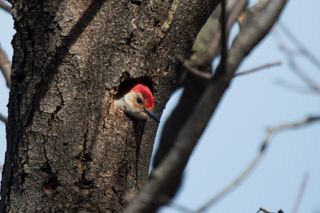 A red-bellied woodpecker pokes its head out of a nesting cavity on the Bronx Zoo grounds.
