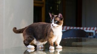 Brown and white munchkin cat