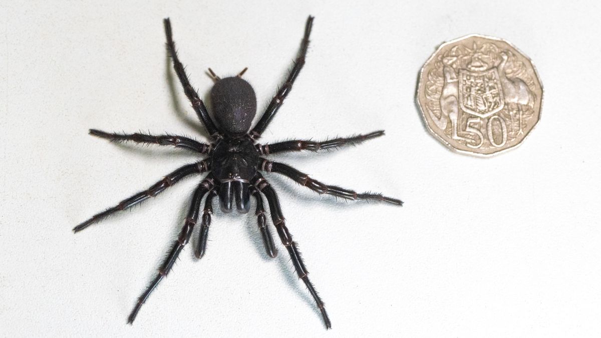 Funnel-web spider 'Hercules' biggest ever discovered HxDPZoHQm7PM8oKrrNL27f-1200-80