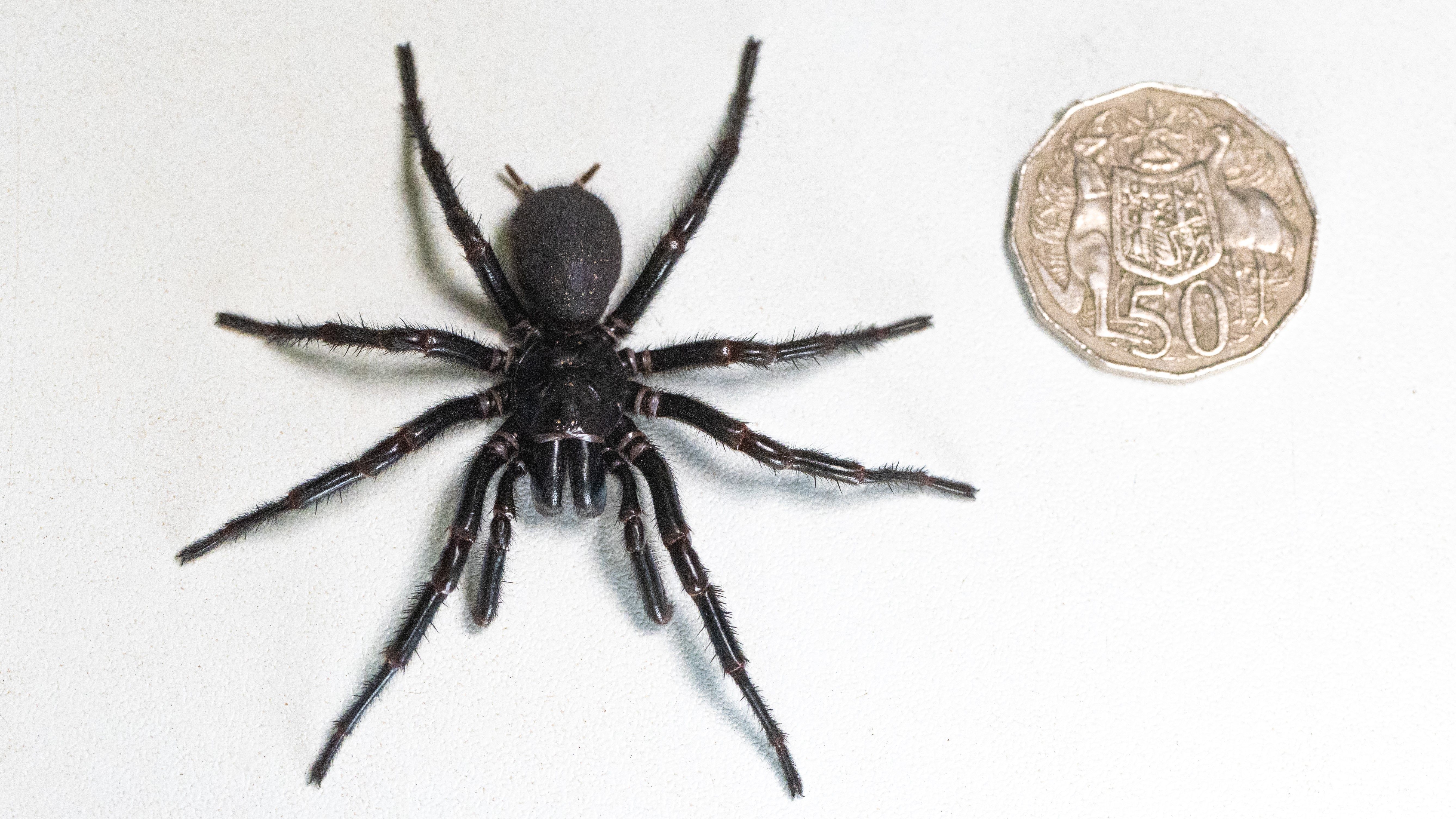 A large black funnel web spider on a white background with a coin to illustrate its size.
