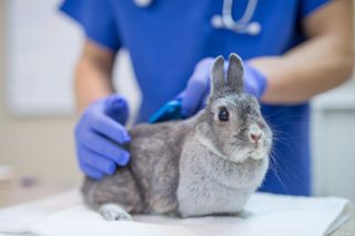 Rabbit sitting on vet table