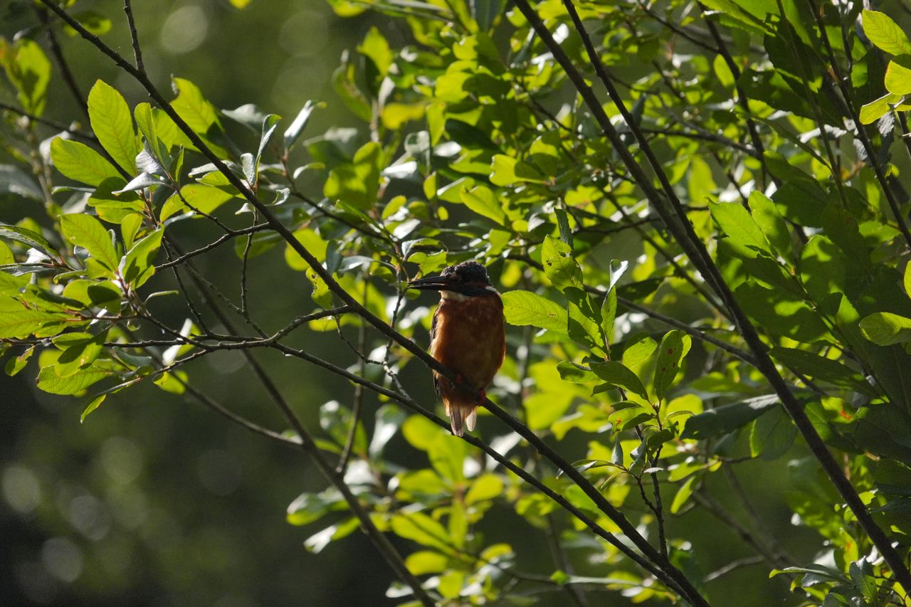 A photo taken on a Sony RX10 V bridge camera