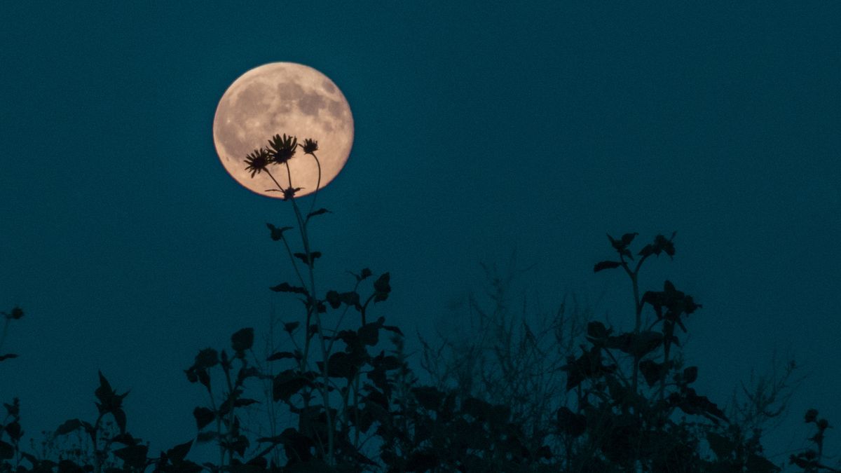 Witness the stunning rise of May’s ‘Flower Moon’ alongside a red supergiant star this week.