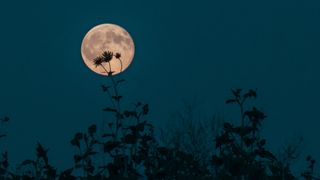 A photograph at night of the moon with the silhouette of flowers in front of it