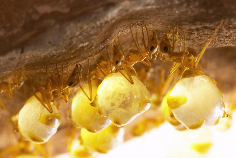 Some honeypot ants act as living receptacles for the colony's food.