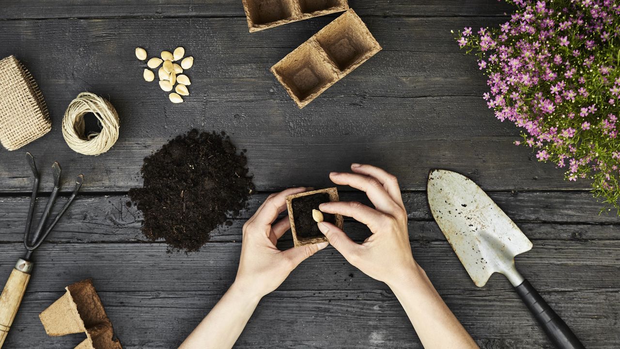 Flatlay of hands planting a seed into a small pot