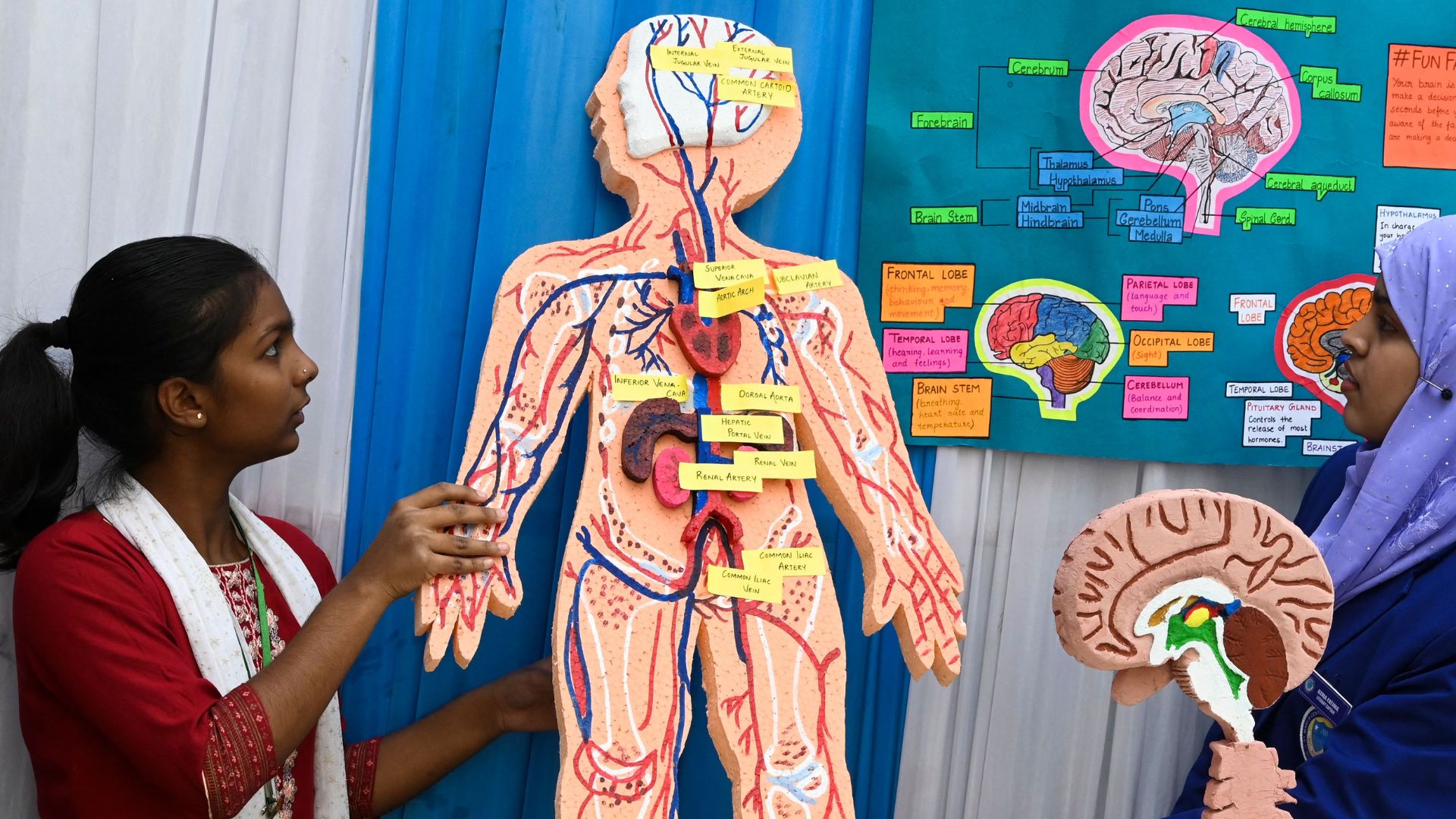 What are the heaviest organs in the human body?