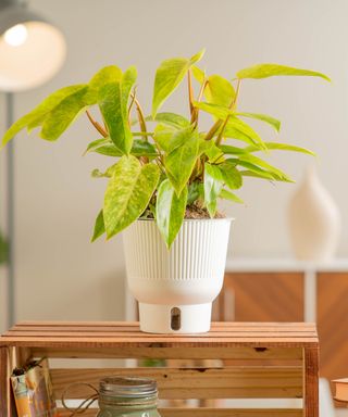 Painted Lady philodendron in self-watering pot