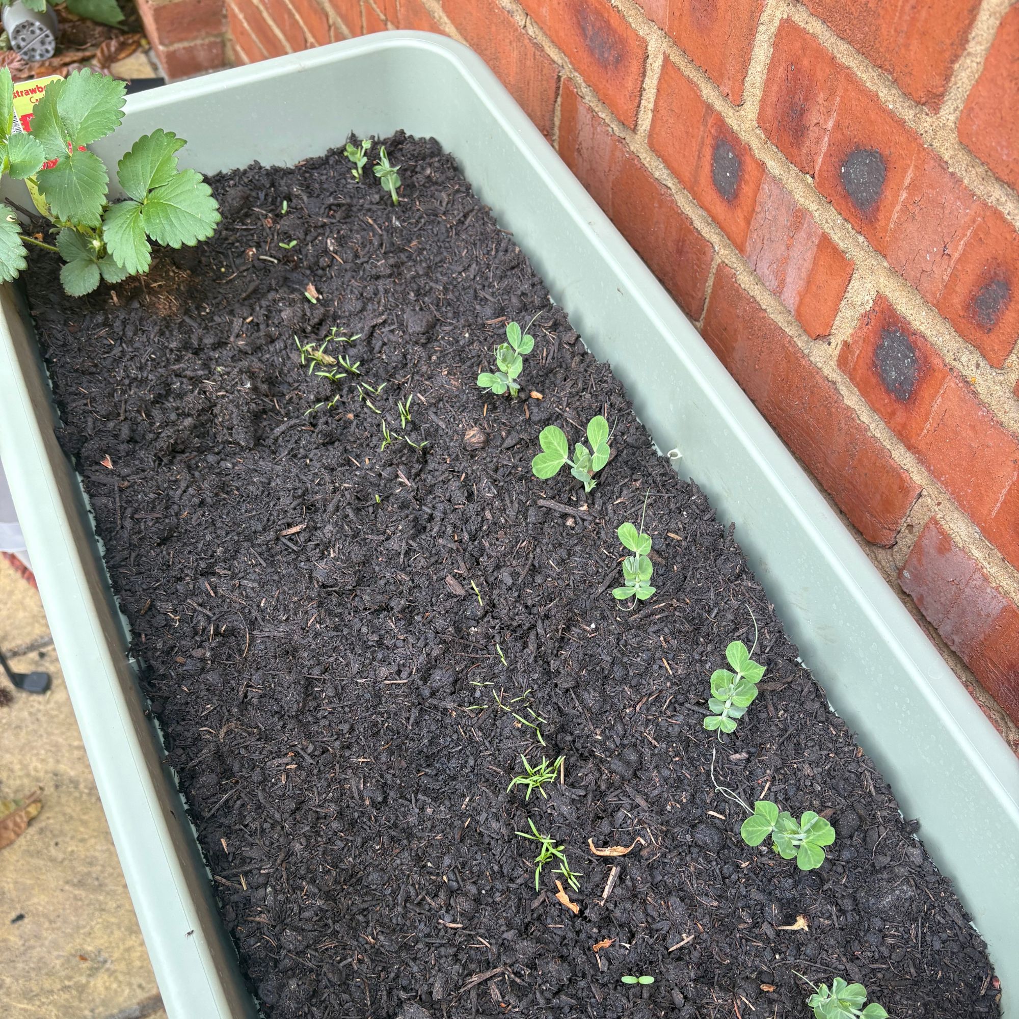 Pea, carrot and marigod seedlings and strawberru plant growing in elho Green Basics Grow Table