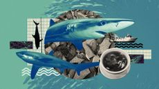 Photo collage of sharks, fishing nets, a bowl of shark fin soup and a shoal of fish in the background.