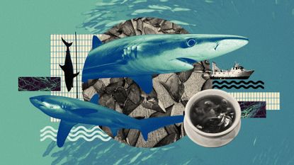 Photo collage of sharks, fishing nets, a bowl of shark fin soup and a shoal of fish in the background.
