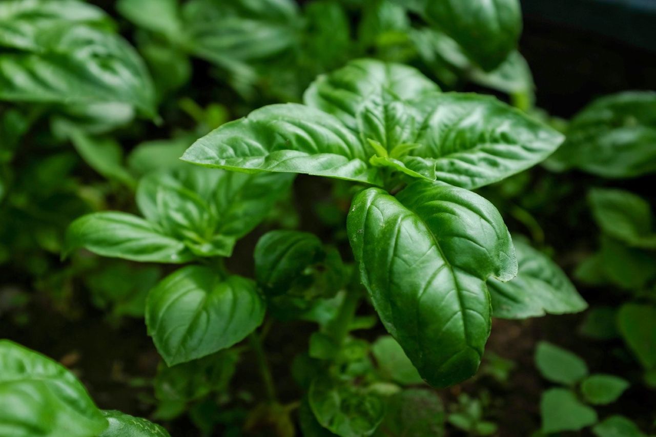 Dark Green Basil Leaves