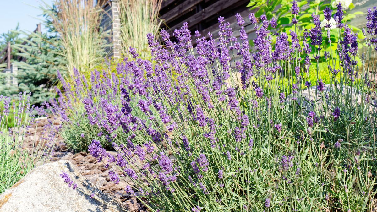 9 plantes de jardin méditerranéennes que les paysagistes choisissent toujours de donner à un jardin une ambiance de vacances