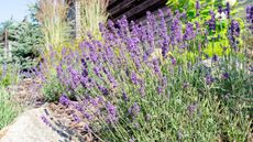 Provencal garden with lavender