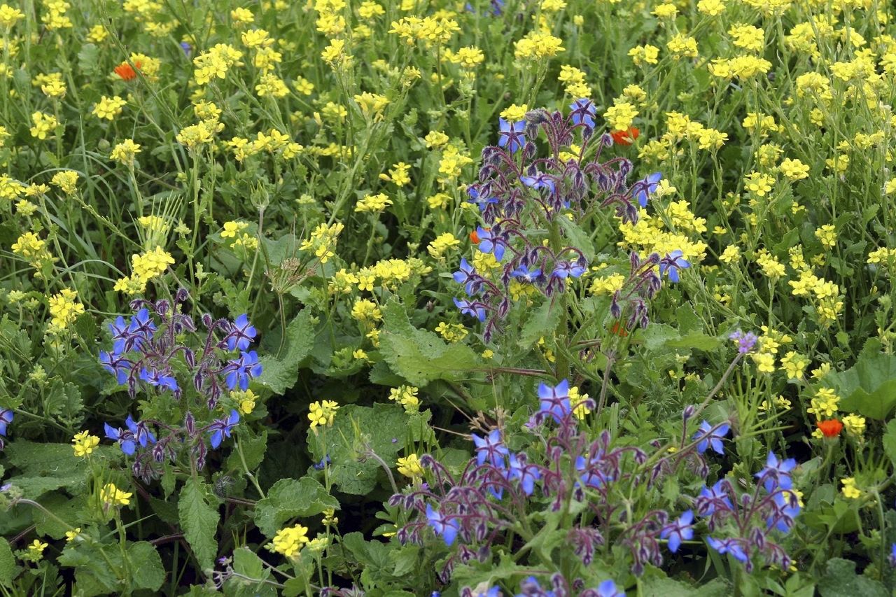 Borage Plants Next To Yellow Flowered Plants