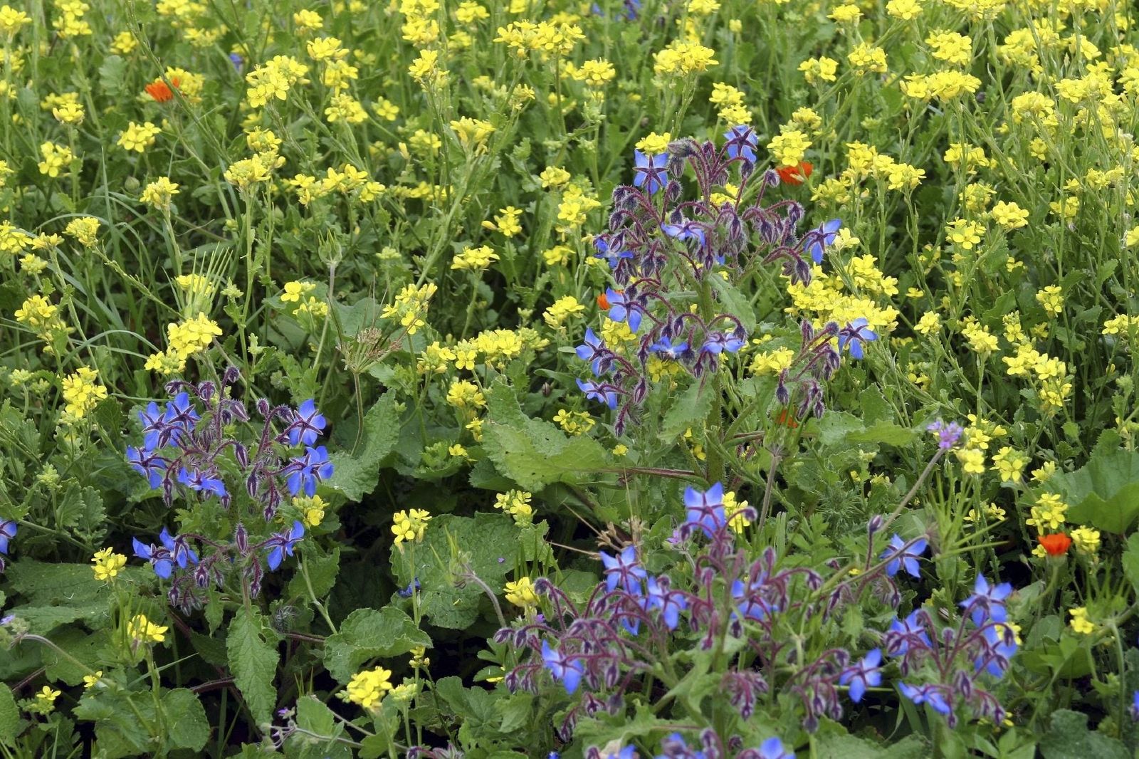 Borage And Companion Planting Using Borage As A Companion Plant