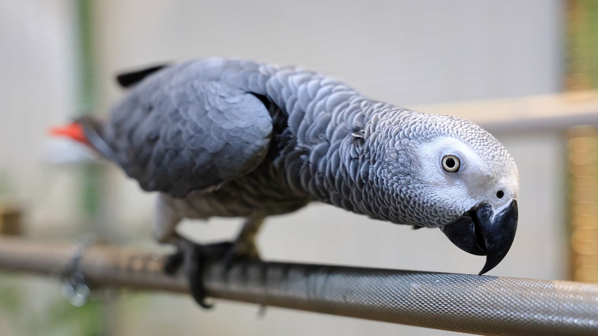 African grey parrot on a perch