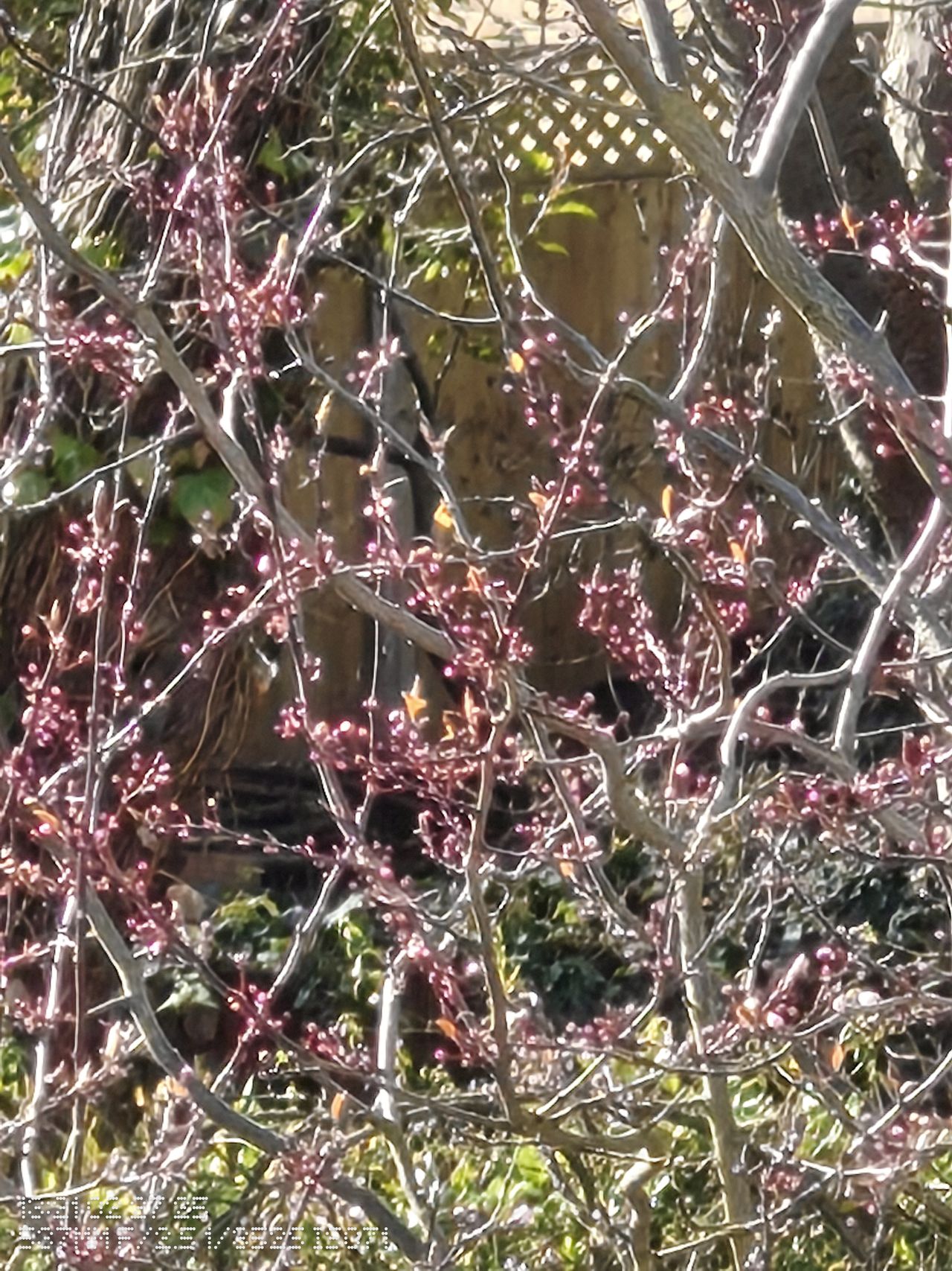 Close up pink blossom on a tree