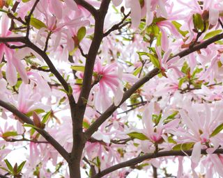 pink flowers of 'Leonard Messel' magnolia