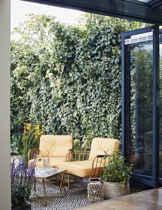 Two canary yellow garden chairs on patio beyond sliding doors, placement in front of heathy evergreen hedge