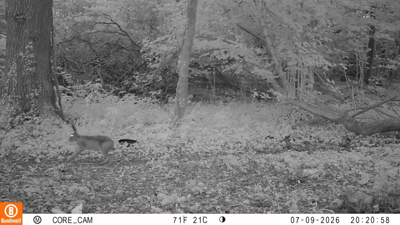 Sample images from the Bushnell Core S-4K No Glow trail camera