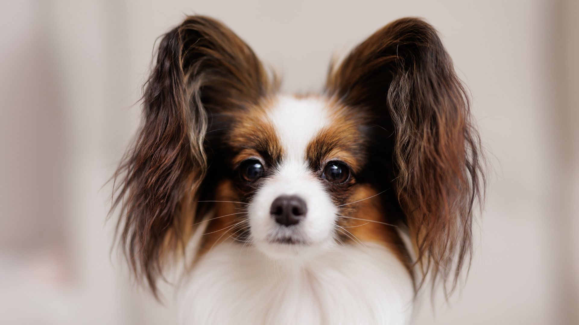 Papillon with floppy ears