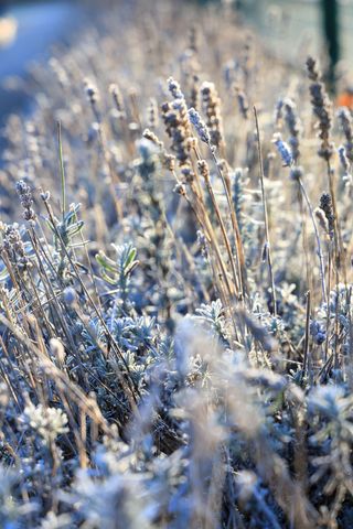 frost on old lavender flowers in winter