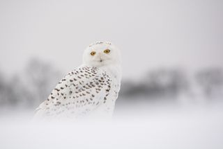Winter Snowy Owl 