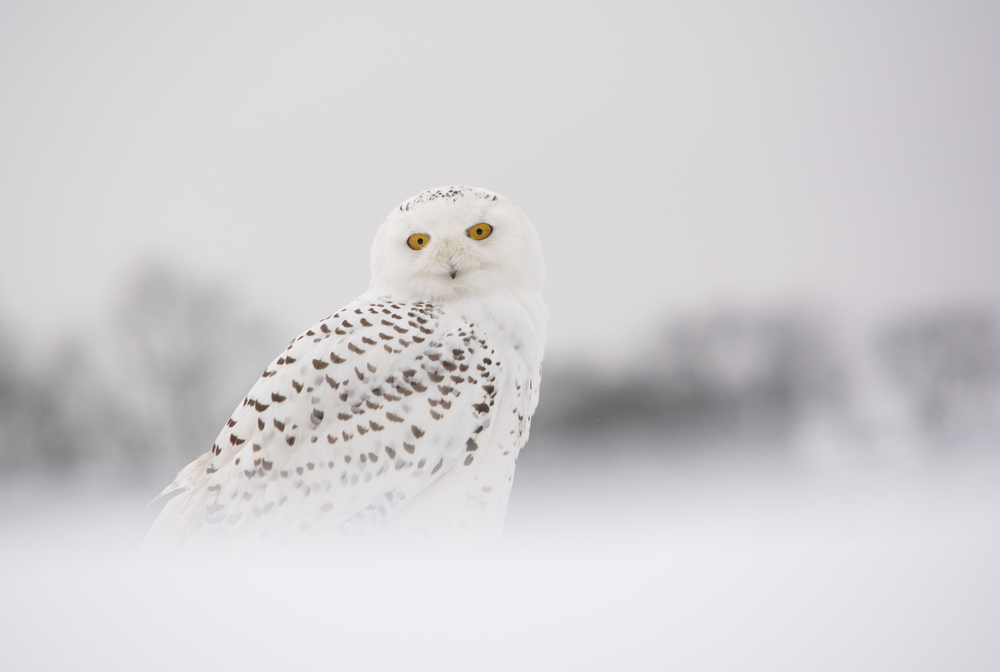 Winter Snowy Owl