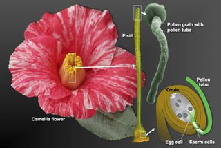 Here's how the researchers think plant sex goes down in the Camillia plant: The pollen grain attaches to the stigma situated on top of the pistil, which is about 1.2 inches (3 cm) long, and the tube grows all the way down to the ovary where it discharges the two sperm cells within an ovule. One sperm cell fertilizes the egg cell. The other sperm cell fertilizes the central cell of the same ovule to give rise to the endosperm, a tissue the nourishes the growing embryo.