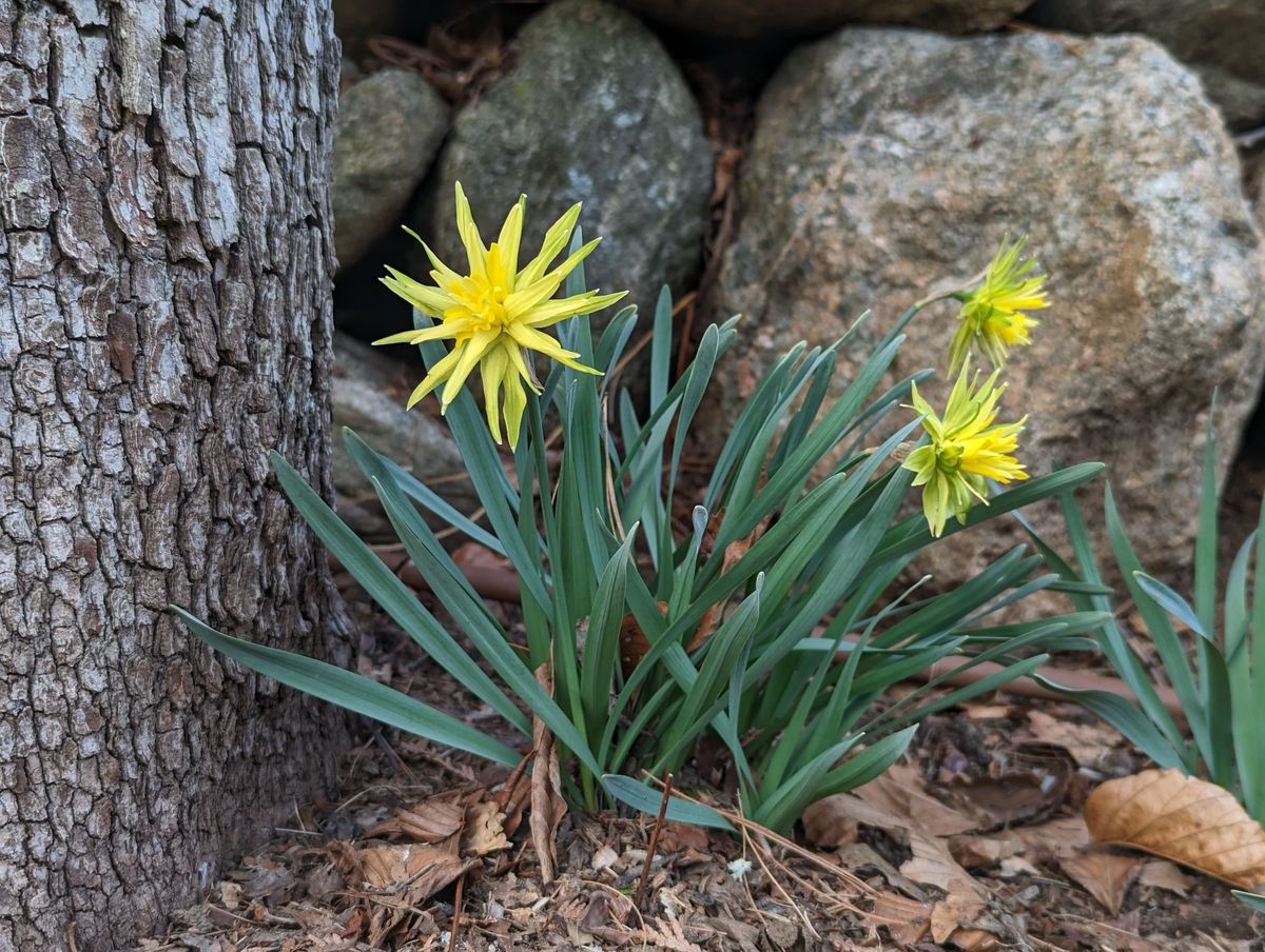 Flower photos taken with the Google Pixel 7 Pro