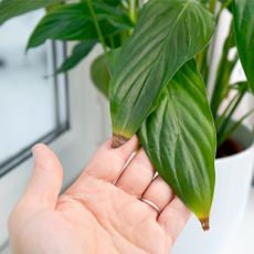 woman's hand holding peace lily leaf with brown tips
