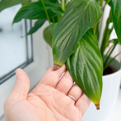 woman's hand holding peace lily leaf with brown tips