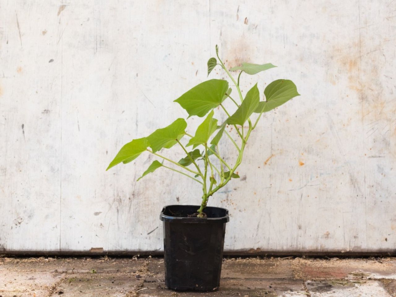 Sweet Potato Growing In A Container