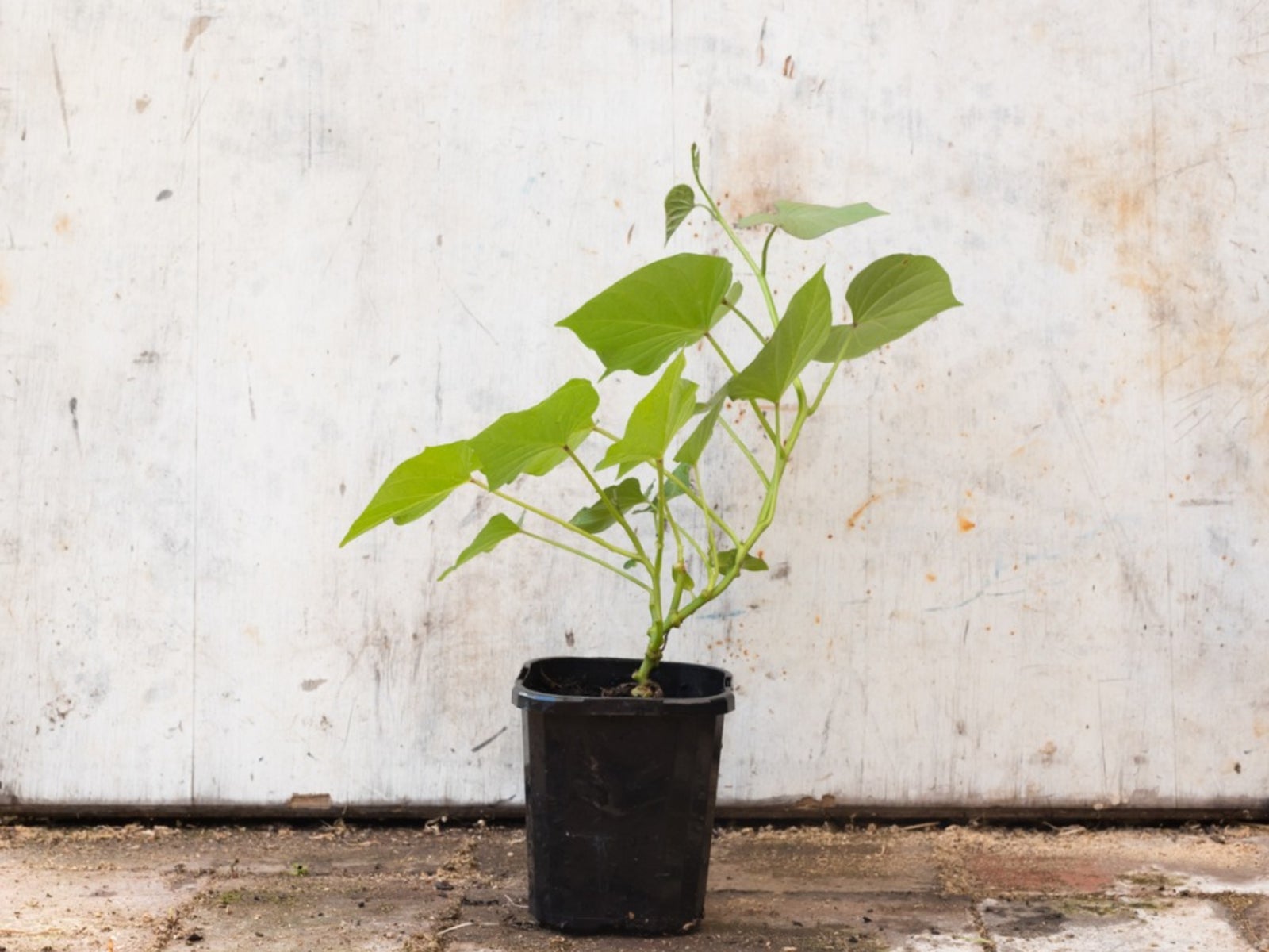 Choosing the Right Container for Indoor Sweet Potato Vines
