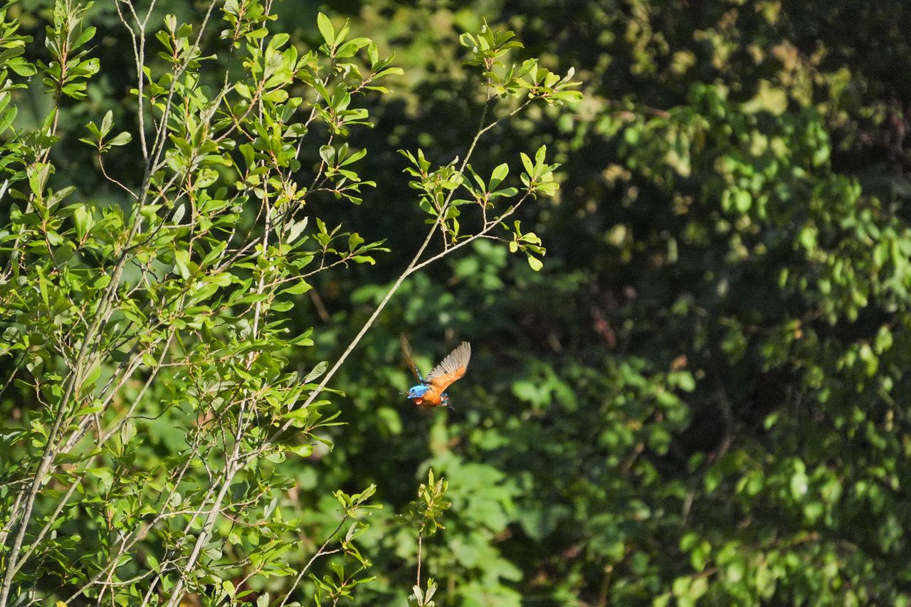 A photo taken on a Sony RX10 V bridge camera
