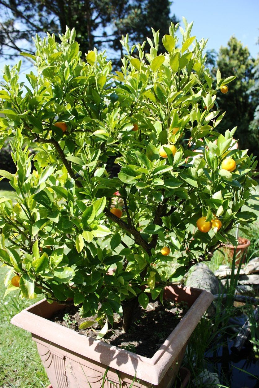 container kumquat