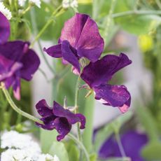 Purple sweet pea flower