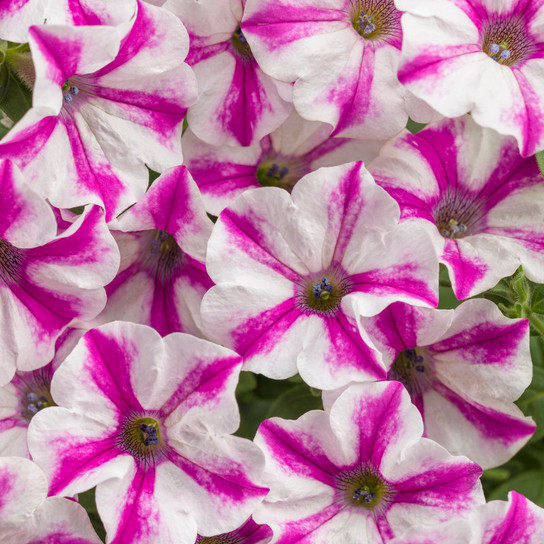 Pink and white petunias