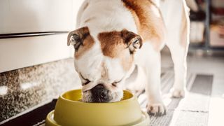 Dog eating the best wet dog food in his bowl