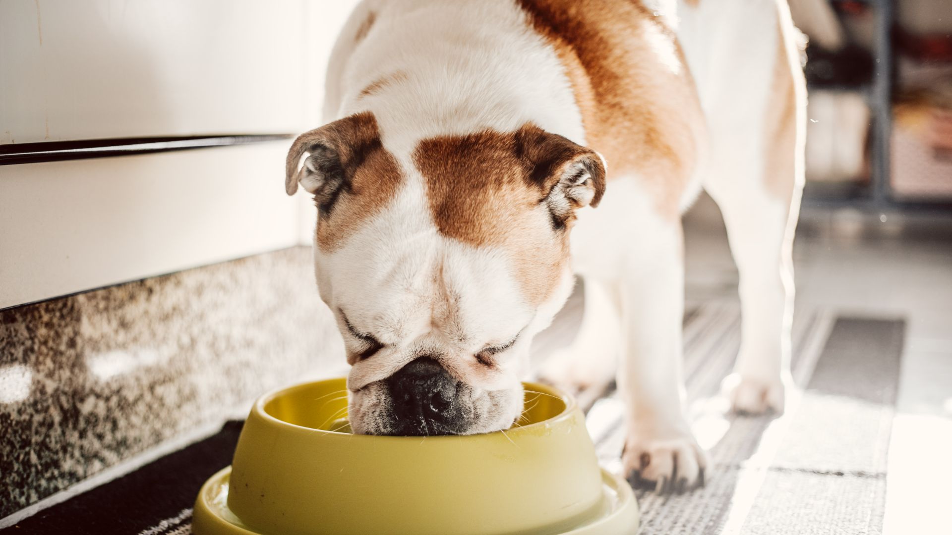 Dog eating the best wet dog food in his bowl 