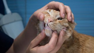 Cat teeth: a cat having its teeth examined