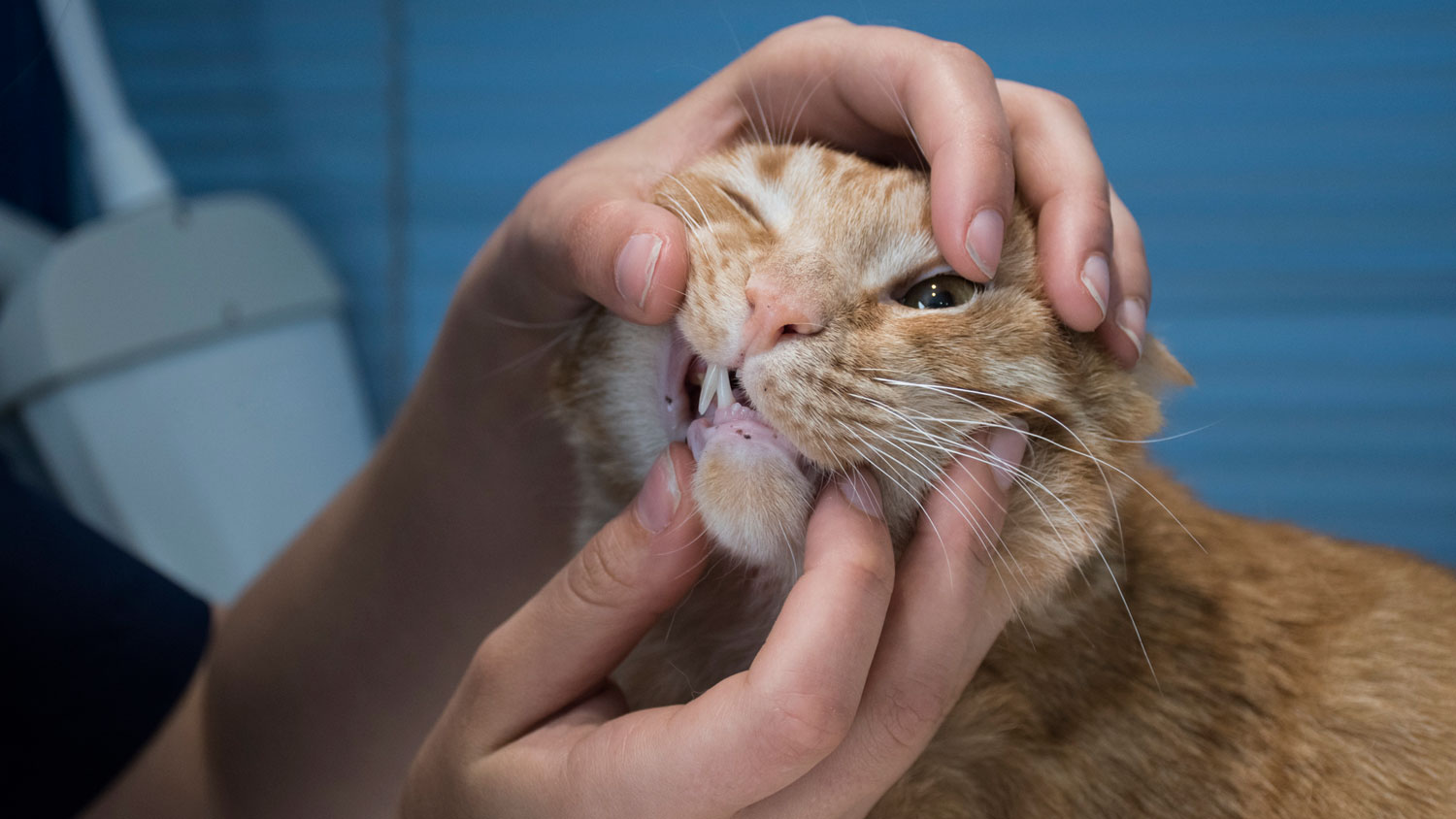 Dientes de gato: un gato al que le examinan los dientes
