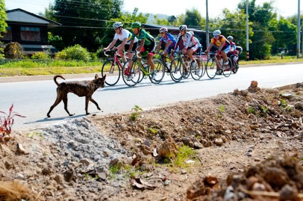 A dog looks at the Japanese riders